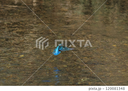 カワセミが飛ぶ水面の風景 120081348