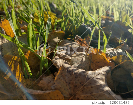 Autumn yellow leaves on green grass in sunligh. 120081485