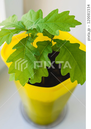 Young oak sapling growing in a yellow pot on a windowsill Young oak sapling growing in a yellow pot on a windowsill 120081534
