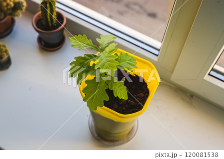 Small oak sapling growing in yellow pot on windowsill Small oak sapling growing in yellow pot on windowsill 120081538