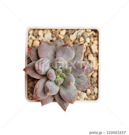 Purple pachyphytum Angel finger isolated on white background. Succulent Plant Flower Rosette  120081837