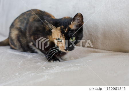 Black and red young cat pet sitting on comfortable sofa at home 120081843
