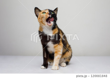 Cute cat pet licking and looking up on white background, portrait 120081848