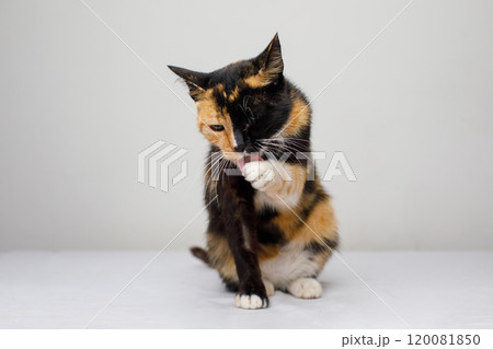 Cat Pet Cleaning Itself on white background 120081850