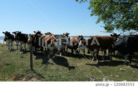 Cows on eastern Oland island, Sweden. 120083553