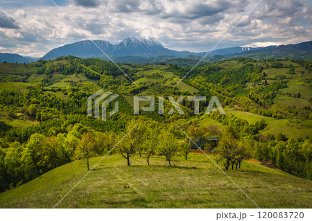 Spring scenery and green forest on the slope, Holbav, Romania 120083720