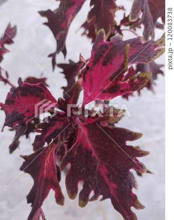 Coleus variety red, maroon leaves 120083738