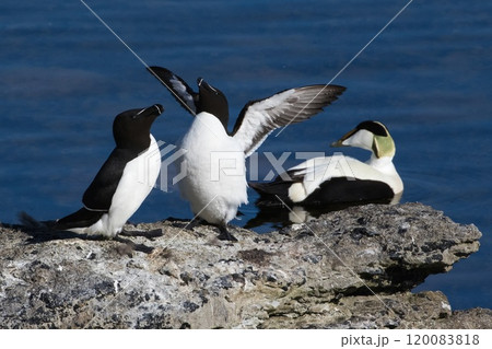 Razorbill (Alca torda) and Eider (Somateria mollisima) male, at Stora Karlso, Gotland, Sweden. Razorbill (Alca torda) and Eider (Somateria mollisima) male, at Stora Karlso, Gotland, Sweden. 120083818