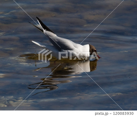 Black-headed Gull (Chroicocephalus ridibundus) swimming in the Baltic sea, at the Island Stora Karlso, Gotland, Sweden. 120083930