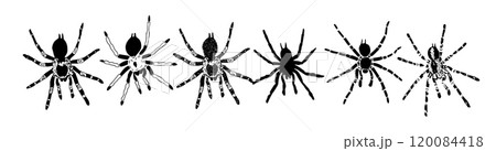 Spider icons set. Flat, icons of different types of spiders, set of spiders. . hand drawing. Not AI, Vector illustration 120084418