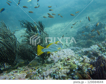 Oriental sweetlips, or oriental blubber lips, is a species of marine ray-finned fish 120084644