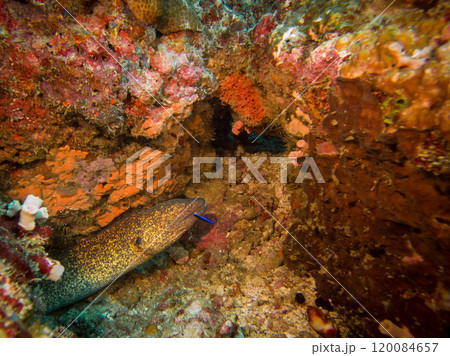 Yellowmargin Moray Eel or Gymnothorax flavimarginatus in a coral reef in Puerto Galera, Philippines Yellowmargin Moray Eel or Gymnothorax flavimarginatus in a coral reef in Puerto Galera, Philippines 120084657