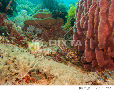 A White Mouth Moray Eel or Gymnothorax meleagris at a scuba dive in Puerto Galera, Philippines A White Mouth Moray Eel or Gymnothorax meleagris at a scuba dive in Puerto Galera, Philippines 120084662