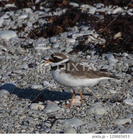 Common Ringed Plower (Charadrius hiaticula) on a stony shore at Island Stora Karlso outside Gotland, Sweden. Common Ringed Plower (Charadrius hiaticula) on a stony shore at Island Stora Karlso outside Gotland, Sweden. 120085653