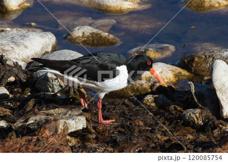 Eurasian Oystercatcher (Haematopus ostralegus) on a shore in springtime at Stora Karlso, Gotland, Sweden. 120085754