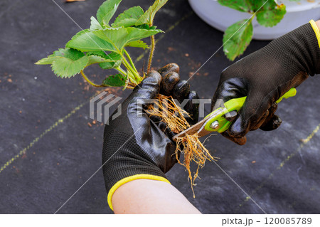 Before planting strawberry bush, gardener wearing gloves trims off excess roots with scissors. Before planting strawberry bush, gardener wearing gloves trims off excess roots with scissors. 120085789
