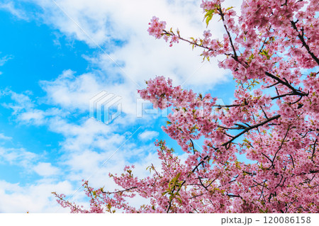晴れた空と満開の河津桜 晴れた空と満開の河津桜 120086158