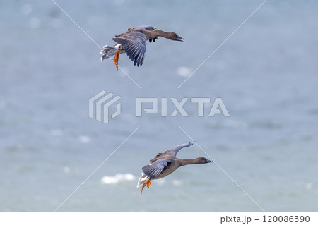 飛翔するヒシクイ 120086390