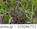 Close-up of a green mantis resting on thin grass at noon in a natural setting 120086751