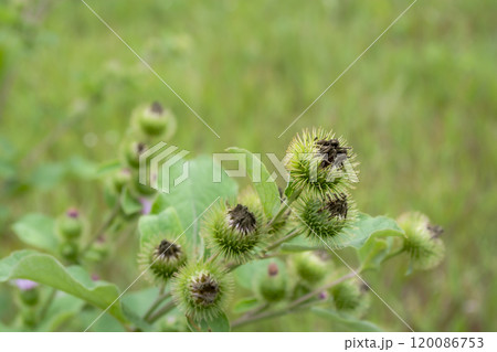 Close-up of green burdock plant with spiky seed pods captured in a lush, wild field during late spring Close-up of green burdock plant with spiky seed pods captured in a lush, wild field during late spring 120086753