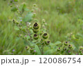 Close-up of prickly green seed pods amidst lush grass in a tranquil natural setting during summer 120086754