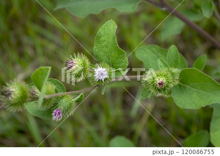Close-up of burdock plant showcasing its unique spiny seed heads and vibrant green leaves in a natural setting during daytime 120086755