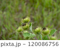 Close-up view of burdock plants with spiky flower heads thriving in a sunlit grassy field during late summer 120086756