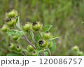 Close-up of burdock plant with green seed pods surrounded by lush grass in a natural outdoor setting during daytime 120086757