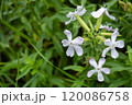 Saponaria officinalis. Delicate white flowers bloom amidst vibrant green foliage in a lush garden during springtime 120086758