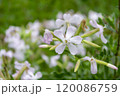 Saponaria officinalis. Delicate white flowers blooming in a lush green field during springtime, showcasing nature's beauty and tranquility 120086759