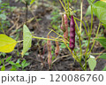 Colorful beans growing on a green plant in a garden during the warm afternoon sunlight in summer 120086760