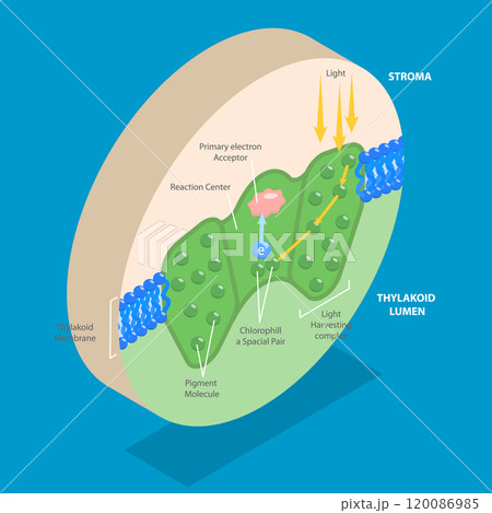 3D Isometric Flat Vector Illustration of Biology Education, Photosystem Process For Chemical Light Absorption 120086985