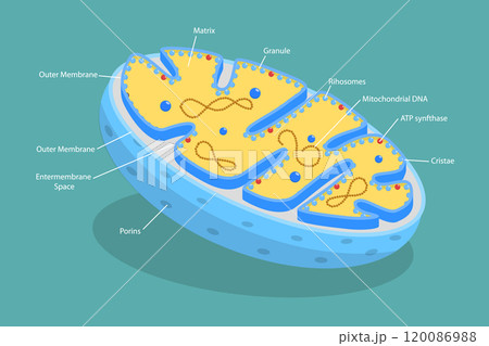 3D Isometric Flat Vector Illustration of Sturcture of Mitochondria, Organizational Arrangement 120086988