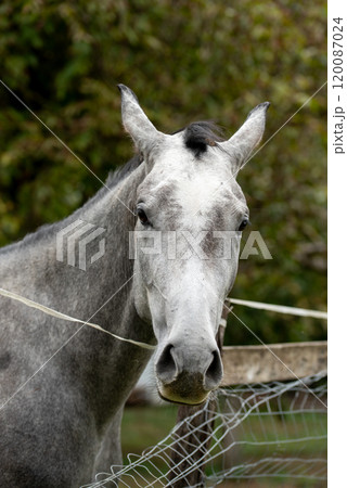 Portrait of a pale horse. the face, of horse, 120087024