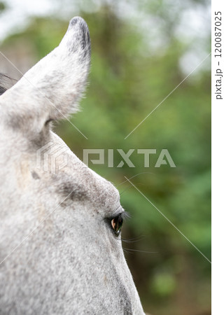 Detail of a white, gray, pale horse's ear and eye. 120087025