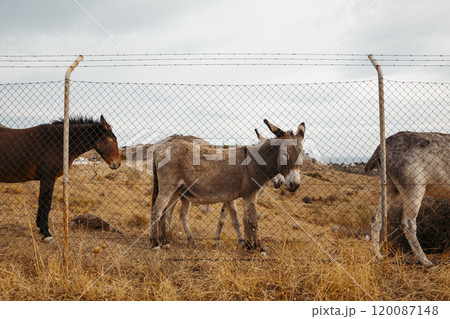 Majestic Donkeys and a horse in Nature - Capturing the Beauty of Wildlife 120087148