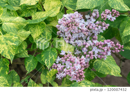 Lilac blooms surrounded by variegated green leaves in a garden setting 120087432