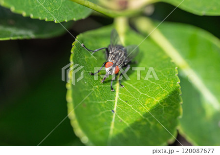 センチニクバエ 120087677