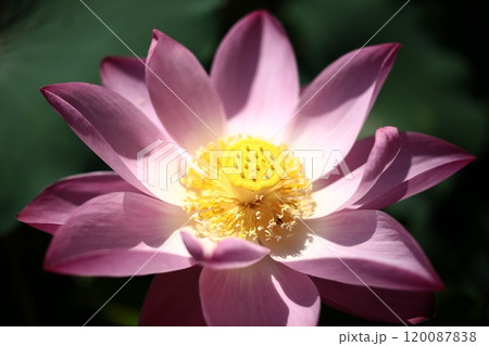 ハスの花、清浄なる花が咲いています 120087838