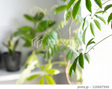 Image photo 120087940