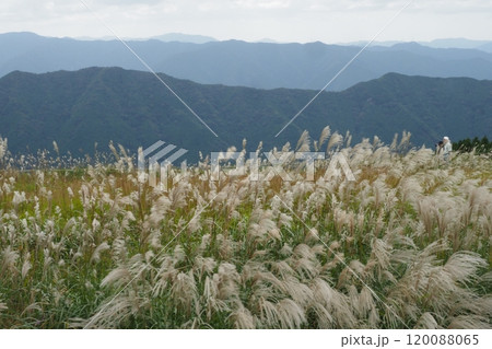 風に揺れるススキの穂と山並み 風に揺れるススキの穂と山並み 120088065