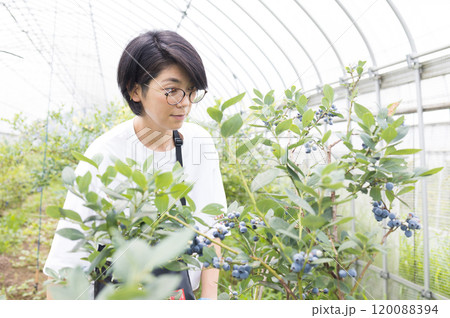 ブルーベリーの実を収穫する女性 120088394
