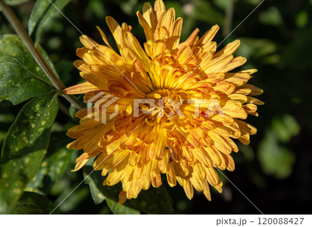 Golden Korean chrysanthemum close up Golden Korean chrysanthemum close up 120088427