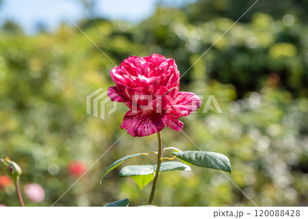 Rose hybrid tea pink Intuition close up 120088428