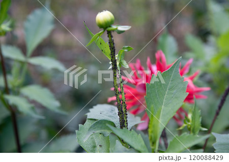 young shoot with black aphid pests attacking a flower young shoot with black aphid pests attacking a flower 120088429