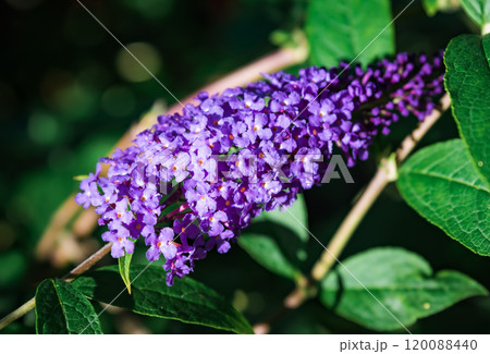 Buddleja davidii Empire blue Butterfly also called summer lilac, butterfly-bush 120088440