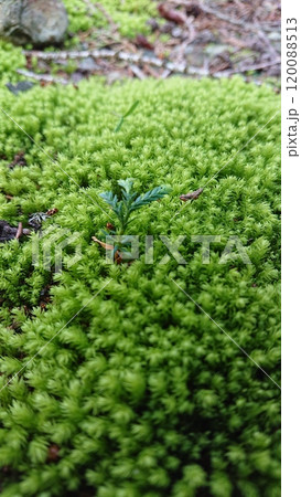 苔の上に生える新芽 120088513