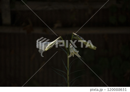 タカサゴユリの花 タカサゴユリの花 120088631