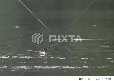 水面を高速で飛ぶハリオアマツバメ 120088686