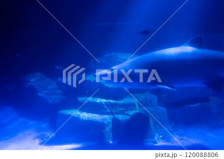 迫力あるシロワニの横顔 120088806